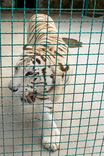 White beautiful majestic tiger in captivity. — 스톡 사진