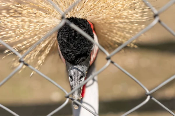 Gros plan de belle couronne multicolore d'oiseaux de couronnes . — Photo