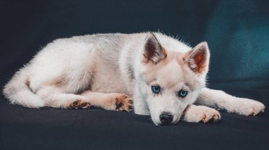 Siyah arka planda küçük gri kurt. Yaklaş..