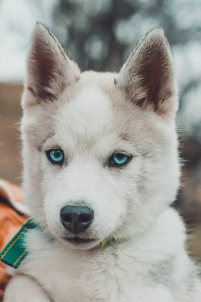 Fechar-se de filhotes de focinho de cachorro husky, cinza acastanhado . — Fotografia de Stock