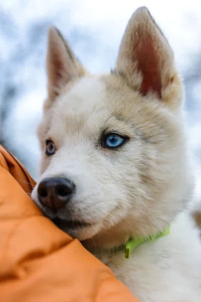 Zbliżenie szczeniąt kufy husky szczeniak, brązowawo-szary. — Zdjęcie stockowe