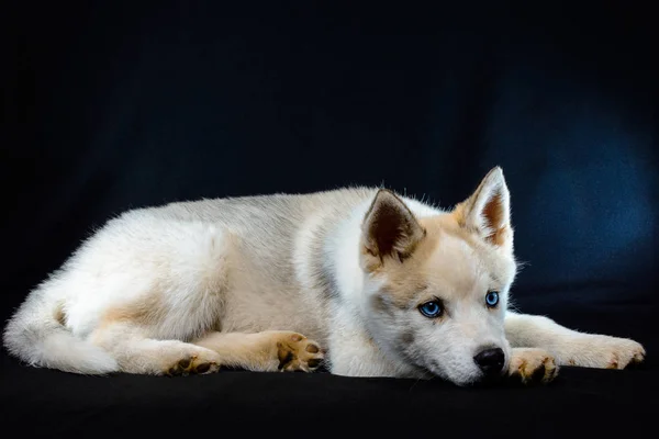 Pequeño cachorro husky siberiano primer plano sobre fondo negro . —  Fotos de Stock
