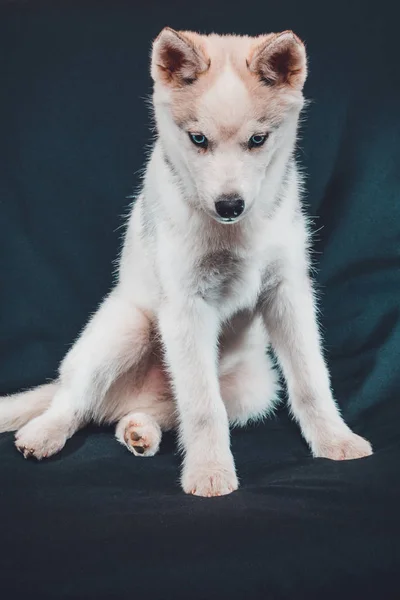 Kis szibériai husky kiskutya közelkép fekete háttér. — Stock Fotó