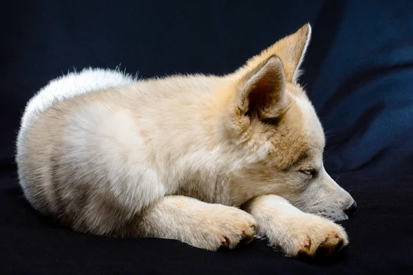 Barna husky kiskutya fekete háttér fényes kék szemek. — Stock Fotó