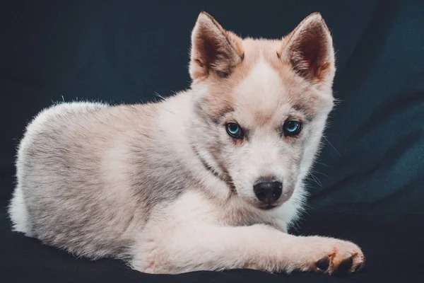 Коричневый хаски щенок на черном фоне с ярко-голубыми глазами . — стоковое фото