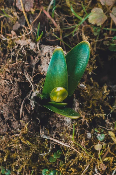 The first delicate little spring leaves that barely look from the ground. — Φωτογραφία Αρχείου