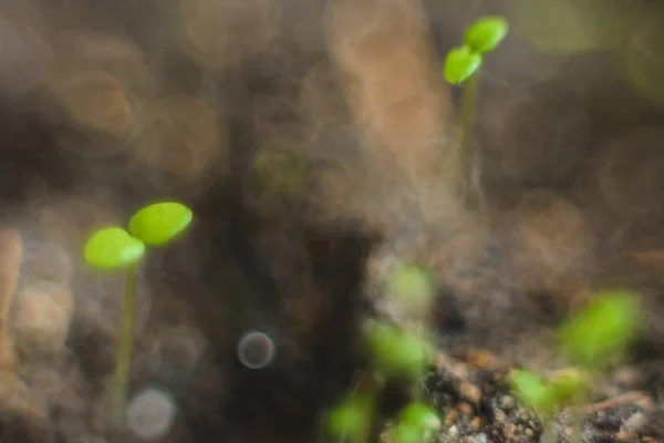Ecology concept, growing sprout on dry soil. — Stock Photo, Image