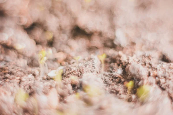 Ecology concept, growing sprout on dry soil. — Φωτογραφία Αρχείου