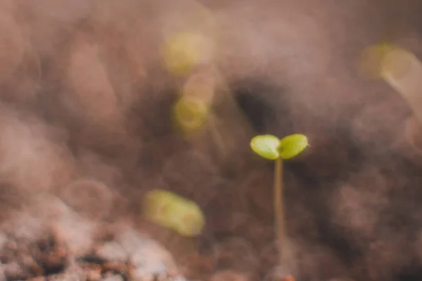 乾燥土壌に芽生えつつある生態系の概念 2020 — ストック写真