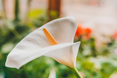 Beyaz zambak çiçekleri kapanıyor, saksı evde. 2020