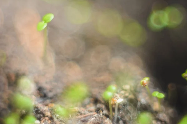 Οικολογία Έννοια Καλλιέργεια Βλαστού Ξηρό Χώμα 2020 — Φωτογραφία Αρχείου