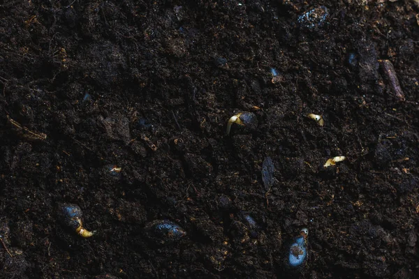 新生命 种子在干旱土壤中萌发 2020年 — 图库照片