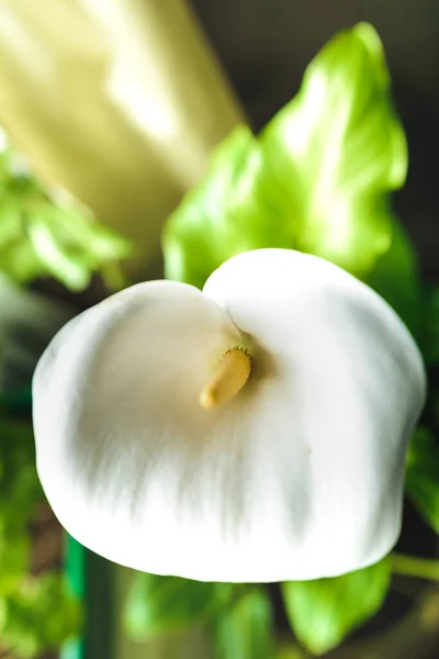 Flores Blancas Lirios Cala Cerca Maceta Casa 2020 — Foto de Stock