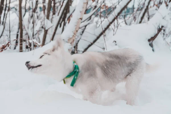 冬の森を歩く灰色のハスキー子犬 2020 — ストック写真