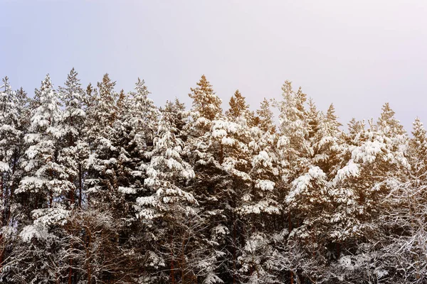 Snow Covered Beautiful Fir Trees Ukrainian Carpathians 2020 — Stock Photo, Image