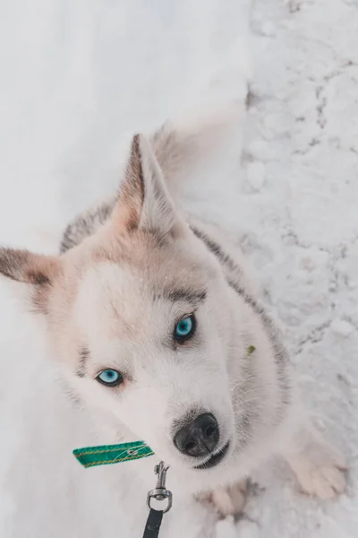 Sibirien Husky Valp Huvudet Snö Bakgrund 2020 — Stockfoto