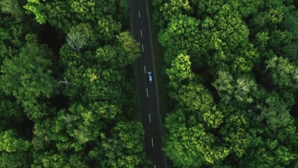 Coche Gris Corre Largo Verde Bosque Verano Vista Aérea 2020 — Vídeos de Stock