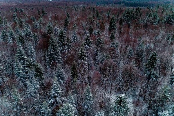 Вид Повітря Ліс Повітря Дивовижна Зимова Сцена Різдвяна Тема Зимовий — стокове фото
