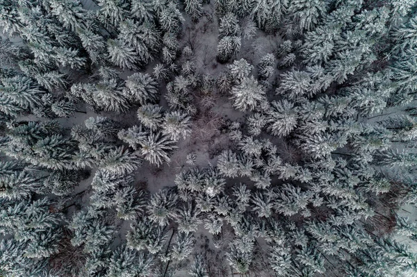 Kış Ormanlarının Hava Manzarası Karla Kaplı Ağaçlar 2020 — Stok fotoğraf