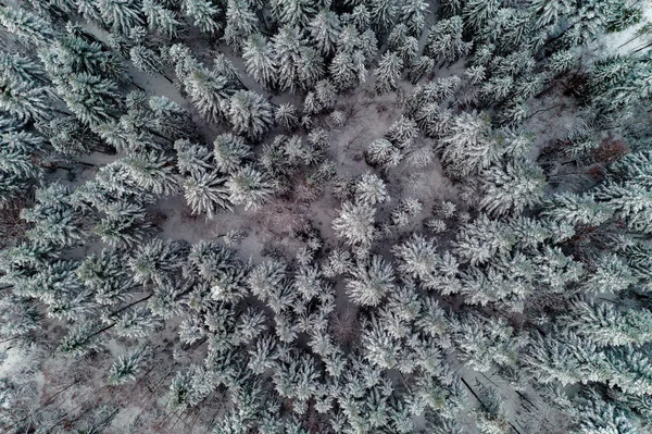 Bela Floresta Inverno Cênica Com Árvores Cobertas Neve Vista Aérea — Fotografia de Stock