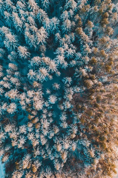 Hermoso Cuento Hadas Invierno Nevado Bosque Matutino Disparado Por Drone — Foto de Stock