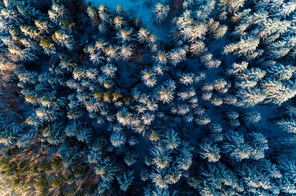 Hermoso Cuento Hadas Invierno Nevado Bosque Matutino Disparado Por Drone — Foto de Stock