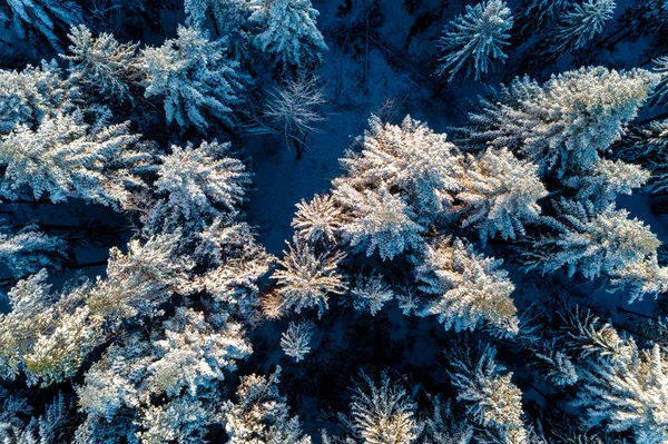 Aerial forest view in cold season 2020.