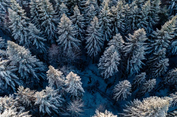 Aerial forest view in cold season 2020.