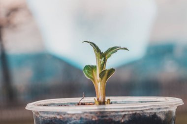 Coleus 'un evdeki ilk küçük yaprakları. 2020