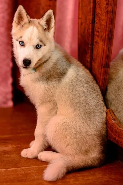 Portrait Chiot Husky Maison 2020 — Photo