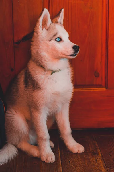 Siberiano Hermoso Cachorro Husky Retrato Casa 2020 —  Fotos de Stock