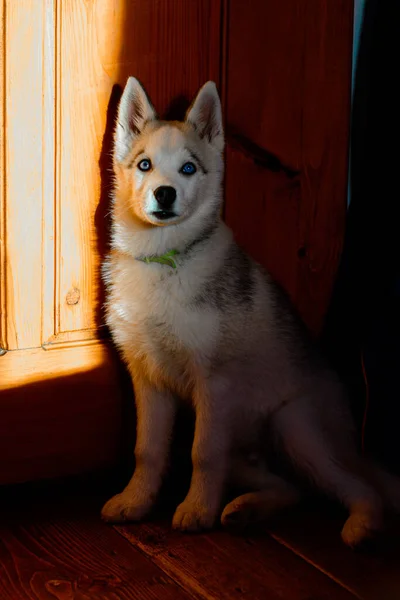 Bellissimo Cucciolo Husky Siberiano Ritratto Casa 2020 — Foto Stock