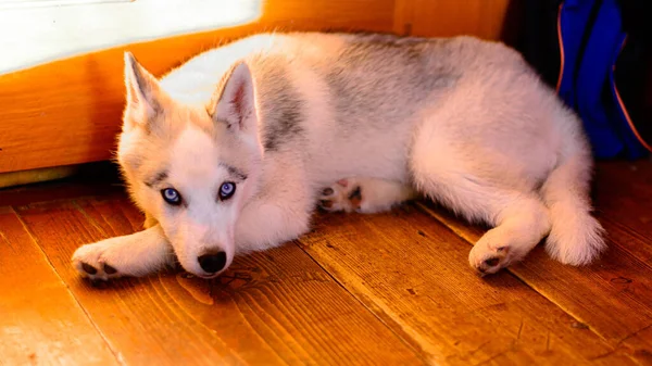 Siberian Beautiful Husky Puppy Portrait Home 2020 — Stock Photo, Image