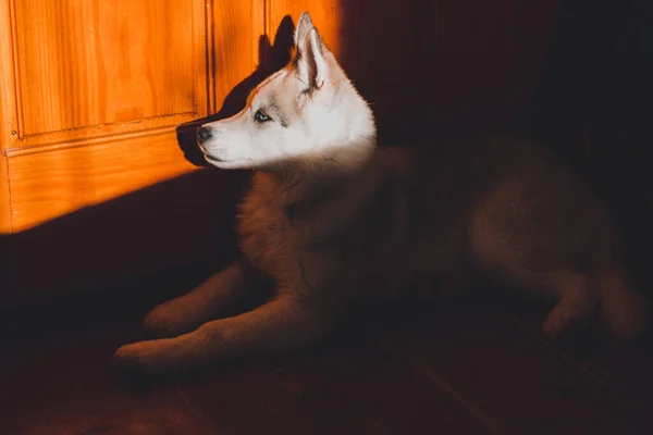 Adorable Retrato Cachorro Husky Siberiano Casa 2020 —  Fotos de Stock