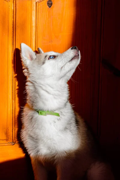 Adorable Retrato Cachorro Husky Siberiano Casa 2020 —  Fotos de Stock