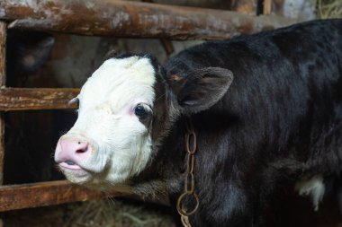 Kırsal küçük ve siyah bir buzağı, yeni doğmuş bir hayvan. 2019