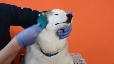 Bir köpek barında tımarcı, gri Husky cinsi bir köpeği, turuncu bir arka planda altı tanesiyle ilgilenerek tarıyor.