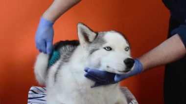 Bir köpek barında tımarcı, gri Husky cinsi bir köpeği, turuncu bir arka planda altı tanesiyle ilgilenerek tarıyor.