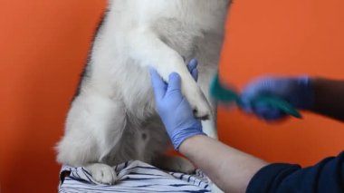 Hemşire uzmanı, turuncu arka planda izole edilmiş bir tarakla Husky cinsi bir köpeğin yününü temizliyor.