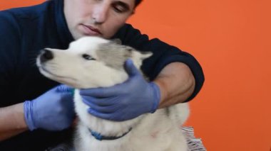 Hemşire uzmanı, turuncu arka planda izole edilmiş bir tarakla Husky cinsi bir köpeğin yününü temizliyor.