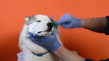 Hemşire uzmanı, turuncu arka planda izole edilmiş bir tarakla Husky cinsi bir köpeğin yününü temizliyor.