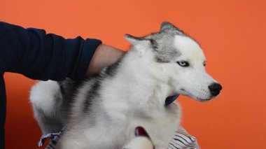 Lviv, Ukrayna - Nisan 05, 2020: Turuncu arka planda bir Sibirya Husky köpek tasarım yünü ve saç kurutma makinesi bakımı
