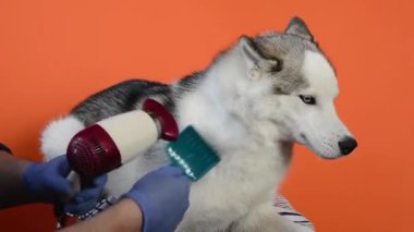 Turuncu arka planda bir Sibirya Husky köpek stili tarak ve saç kurutma makinesiyle ilgileniyorum.