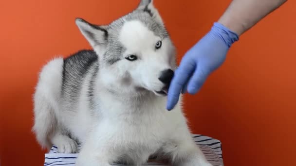 灰色西伯利亚胡斯基犬躺在橙色的背景特写上 舔着新郎的手套 — 图库视频影像