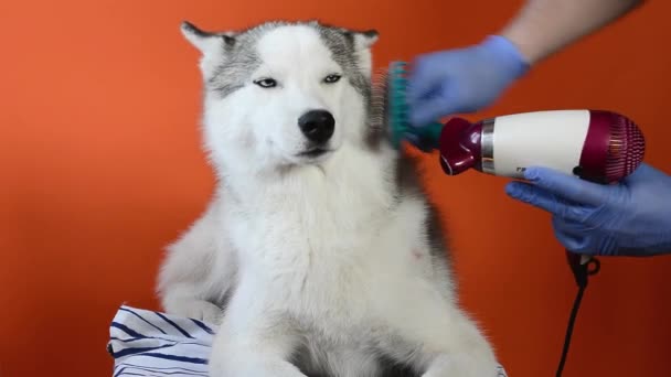 Lviv Ukraine April 2020 Caring Siberian Husky Dog Styling Wool — Stock Video
