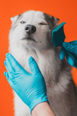 Bir köpek barında tımarcı, gri Husky cinsi bir köpeği tarıyor. Turuncu arka planda altı köpekle ilgilenerek. 2021.