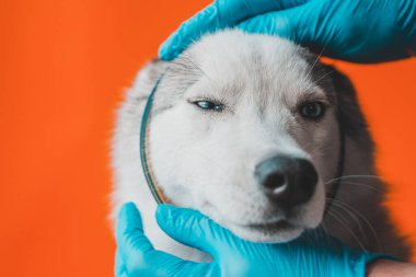Koruyucu eldiven takan veteriner gri Husky cinsi köpeğe tasma takıyor. Turuncu arka plan 2021 'de izole edilmiş.