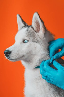 Koruyucu eldiven takan veteriner gri Husky cinsi köpeğe tasma takıyor. Turuncu arka plan 2021 'de izole edilmiş.