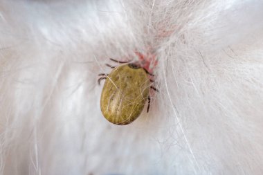 2021 veterinerlik kliniğinde Husky cins köpeğinin beyin iltihabı yakın plan.