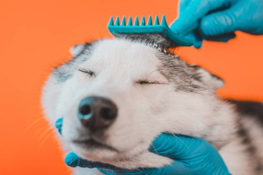 Hemşire uzmanı, 2020 'nin turuncu arka planında izole edilmiş bir tarakla Husky cinsi bir köpeğin yününü temizliyor.